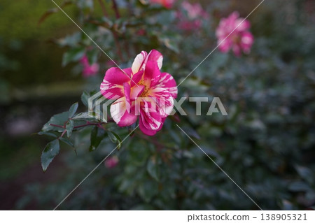 A rose with a beautiful contrast of two colors 138905321