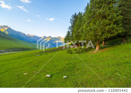 Coniferous trees on green mountain slope at summer evening in Kyrgyzstan Coniferous trees on green mountain slope at summer evening in Kyrgyzstan 138905442