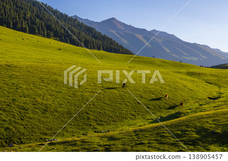 Cattle grazing in serene mountain meadow, Kyrgyzstan 138905457