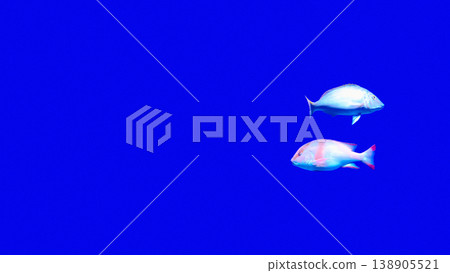 A pair of fish swim in opposite directions. 138905521