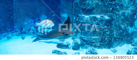 Various fishes and stingray swim in the oceanarium 138905523