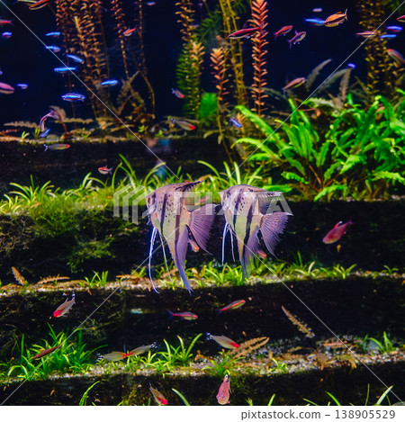 Tropical fish Pterophyllum scalare altum Tropical fish Pterophyllum scalare altum 138905529