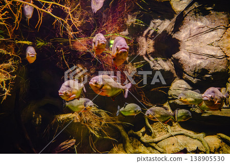 Golden, predatory piranha in the aquarium. Golden, predatory piranha in the aquarium. 138905530