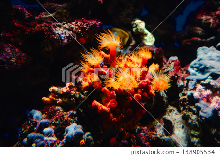 Flower of marine living coral and reef flowers 138905534