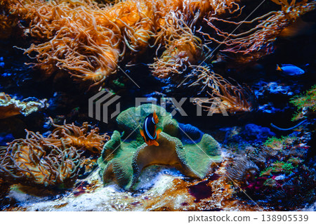 Coral Reef and Tropical Fish Coral Reef and Tropical Fish 138905539