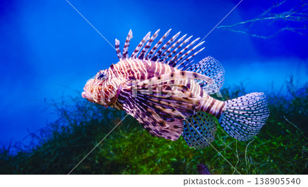 Common Lionfish or Red Lionfish Common Lionfish or Red Lionfish 138905540