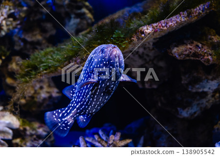 Exotic white-striped blue fish swimming in the aquarium Exotic white-striped blue fish swimming in the aquarium 138905542