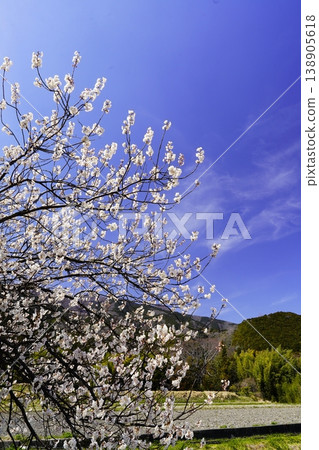 春天的藍天、白雲、櫻花 春天的藍天、白雲、櫻花 138905618