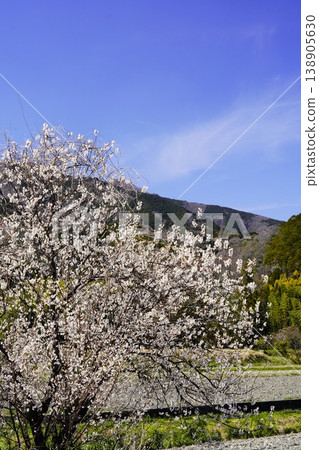 春天的藍天、白雲、櫻花 春天的藍天、白雲、櫻花 138905630