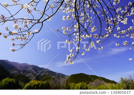春天的藍天、白雲、櫻花 春天的藍天、白雲、櫻花 138905637
