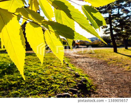 夕陽映照下，美麗的金黃色樹葉閃閃發光。 138905657