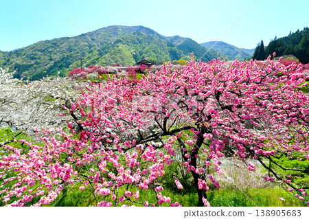 Minami Shinshu Achi Village Japan's No. 1 Hanamomo no Sato Minami Shinshu Achi Village Japan's No. 1 Hanamomo no Sato 138905683