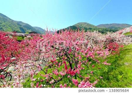 Minami Shinshu Achi Village Japan's No. 1 Hanamomo no Sato 138905684