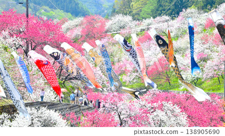 信州南部阿知村：桃花村和鯉魚旗 138905690
