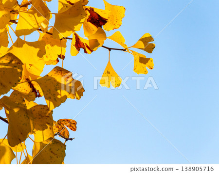 A ginkgo tree with yellow leaves that stands out against the blue sky 138905716