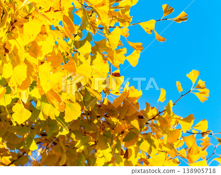 A ginkgo tree with yellow leaves that stands out against the blue sky 138905718
