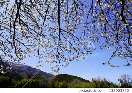 春天的藍天、白雲、櫻花 138905820