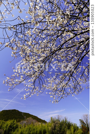 春天的藍天、白雲、櫻花 春天的藍天、白雲、櫻花 138905823