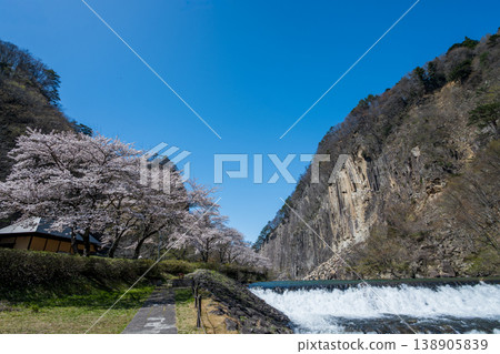 木石與盛開的櫻花 138905839