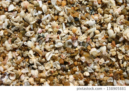 A background image of colorful seashells and pebbles scattered across a sandy beach. 138905881