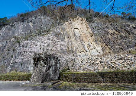 Timber Rock and Cherry Blossoms in Full Bloom 138905949