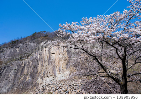 Timber Rock and Cherry Blossoms in Full Bloom 138905956