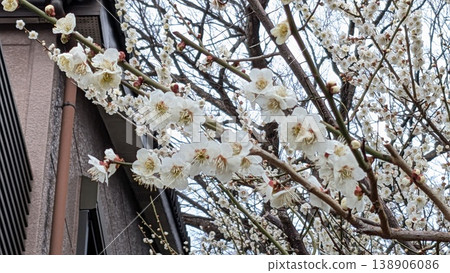Ume flower Ume flower 138906086