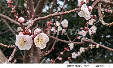 Ume flower Ume flower 138906087