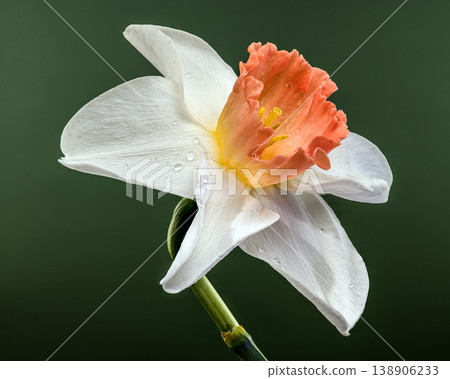 White And Orange Narcissus Flower With Water Drops On Green Background White And Orange Narcissus Flower With Water Drops On Green Background 138906233