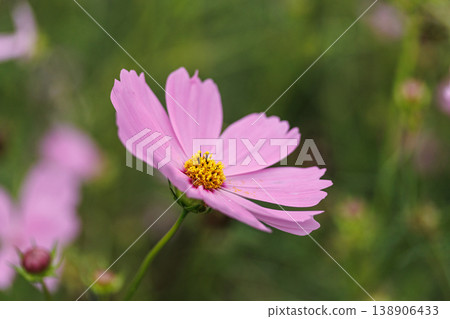 A single pink cosmos flower blooming in an autumn field. 138906433
