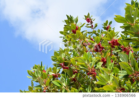 Rhodoleia (Hamamelidaceae family), genus Rhodoleia. Rhodoleia (Hamamelidaceae family), genus Rhodoleia. 138906566