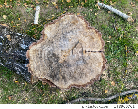 Cut tree stump on green grass showing rings in a natural setting during daytime 138906761