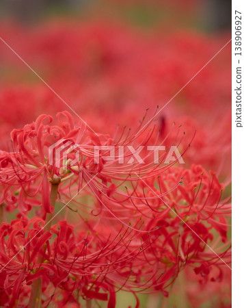 red spider lily 138906927