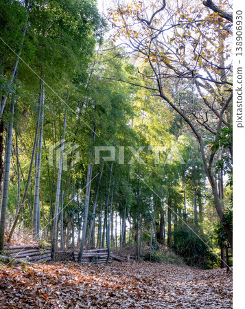 Fallen leaves and bamboo grove Fallen leaves and bamboo grove 138906930