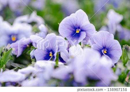 Light purple pansy flowers in spring garden Light purple pansy flowers in spring garden 138907158