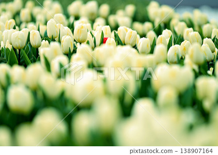 White tulips blooming field in spring garden White tulips blooming field in spring garden 138907164