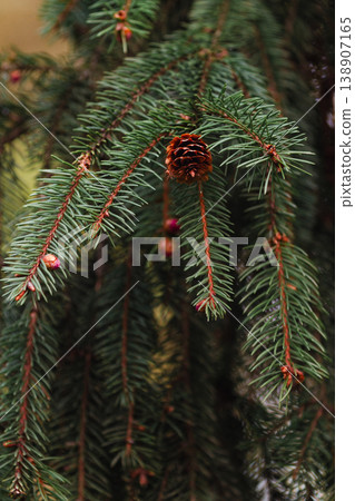 Spruce tree branch with pine cones in natural forest Spruce tree branch with pine cones in natural forest 138907165
