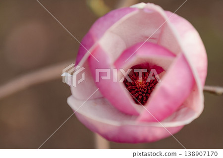 Pink magnolia blossom close up on branch in spring Pink magnolia blossom close up on branch in spring 138907170