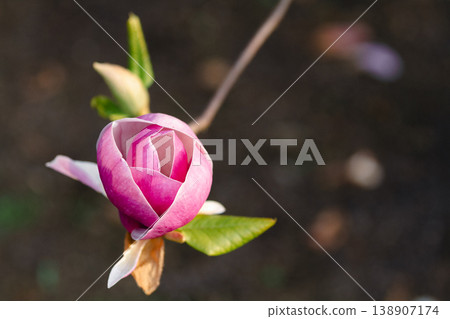Pink magnolia blossom close up on branch in spring Pink magnolia blossom close up on branch in spring 138907174