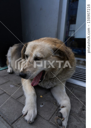 The street dog is lying down. The yawning dog. An old dog 138907216