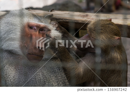 Hamadryads clean each other at the zoo. Monkeys clean each other at the zoo Hamadryads clean each other at the zoo. Monkeys clean each other at the zoo 138907242