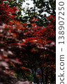 tree with thick red leaves in a garden in Batumi, Georgia 138907250