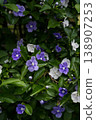Brunfelsia at the Botanical Garden in Georgia Purple and white flowers 138907253