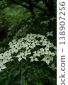 Deren Kousa at the Botanical Garden of Georgia white flowers 138907256