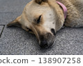 A street dog sleeps lying on a sidewalk tile. Dog sleeping close-up 138907258