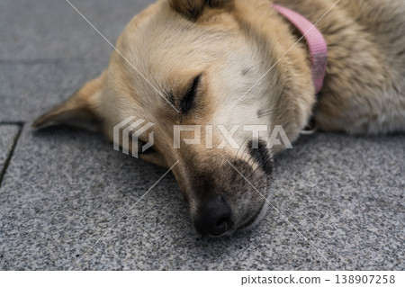 A street dog sleeps lying on a sidewalk tile. Dog sleeping close-up A street dog sleeps lying on a sidewalk tile. Dog sleeping close-up 138907258