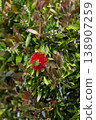 Callistemon comboynensis growing in a Japanese garden in Batumi 138907259