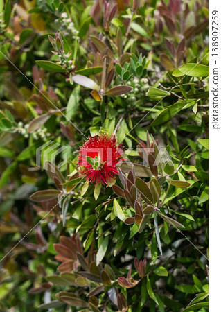 Callistemon comboynensis growing in a Japanese garden in Batumi Callistemon comboynensis growing in a Japanese garden in Batumi 138907259