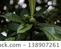Unripe Japanese Medlar fruits in the Botanical Garden in Georgia 138907261