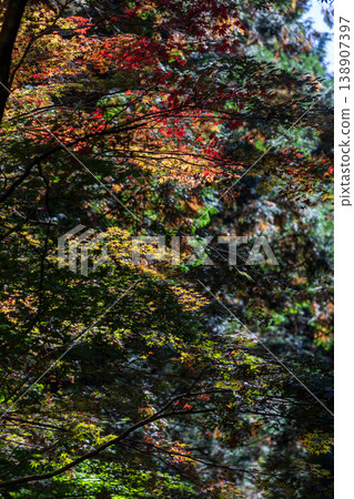 Ichinomiya, Mori-machi, Shuchi-gun, Shizuoka Prefecture Okuni Shrine and the surrounding scenery Ichinomiya, Mori-machi, Shuchi-gun, Shizuoka Prefecture Okuni Shrine and the surrounding scenery 138907397